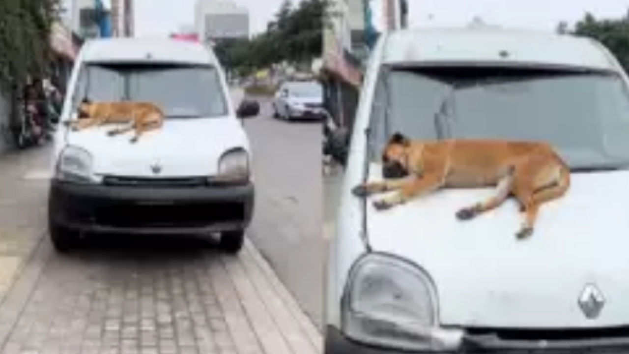 perro durmiendo en el capot de un carro enterneció a internautas