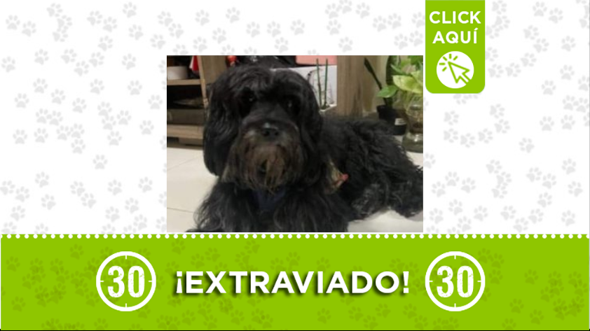 ¿Usted ha visto a 'Tizón'?, se extravió por Bello
