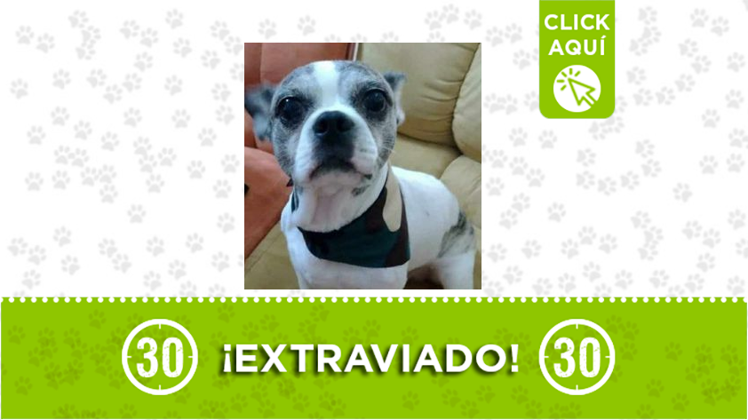 El perrito 'Polo' está extraviado por Manrique