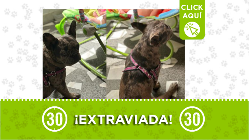 La perrita 'Princesa' se perdió por el barrio Mirador, Bello