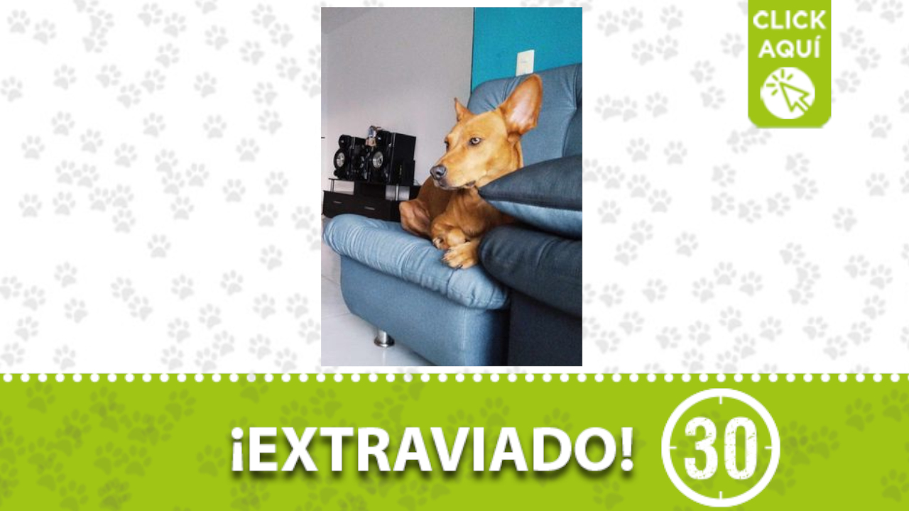‘Sasha’ se perdió por los charcos de Quitasol en Bello