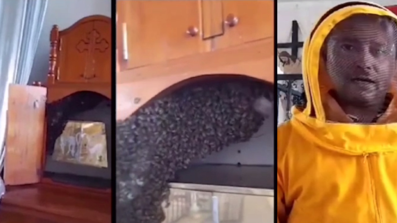 Las abejas se tomaron 'de parche' una iglesia en Sonsón y tuvieron que suspender la misa