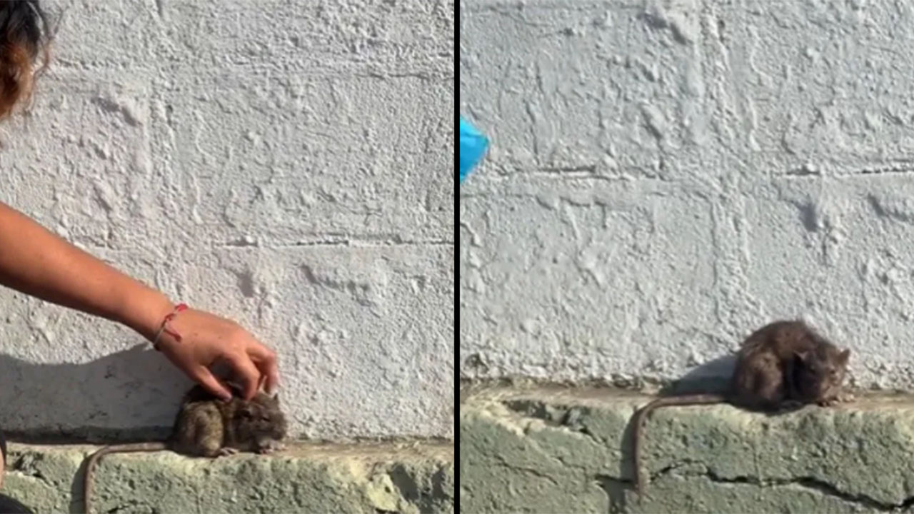 Joven fue captado acariciando una rata de la calle