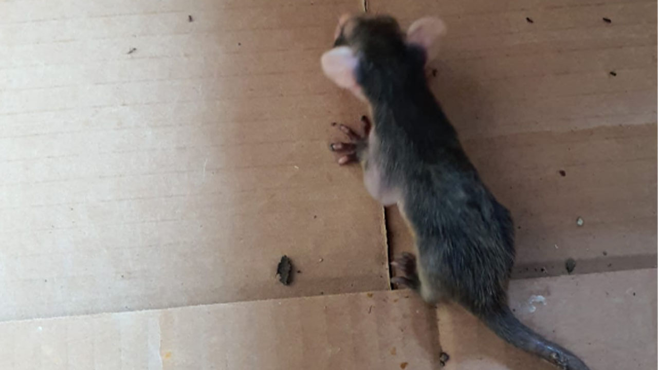 Rescataron a un bebé zarigüeya en San Fernando, Cali