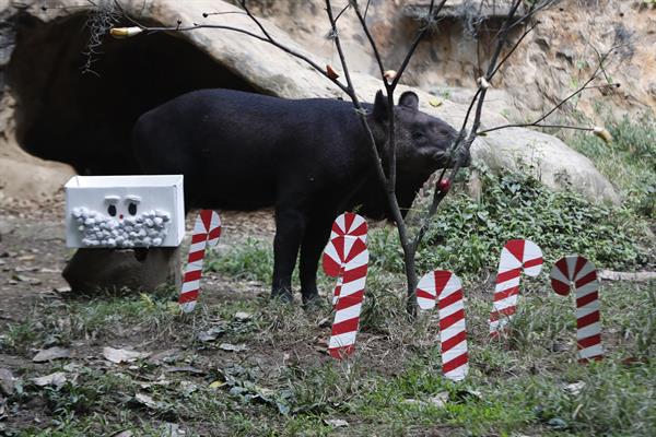 La Navidad llega al zoológico de Cali con un banquete para los animales