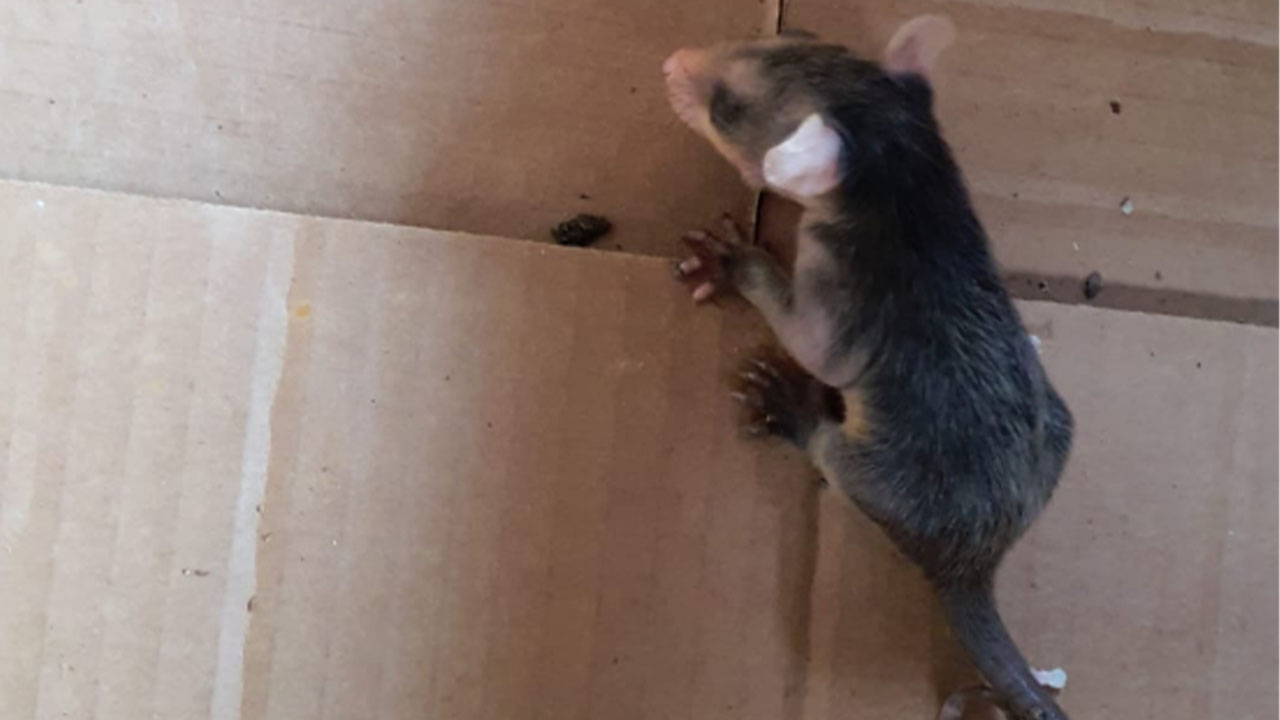 Rescataron a un bebé zarigüeya en San Fernando, Cali