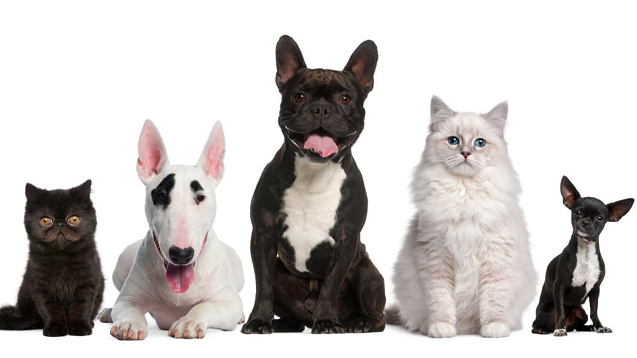 Los gatos sienten el estrés de sus dueños