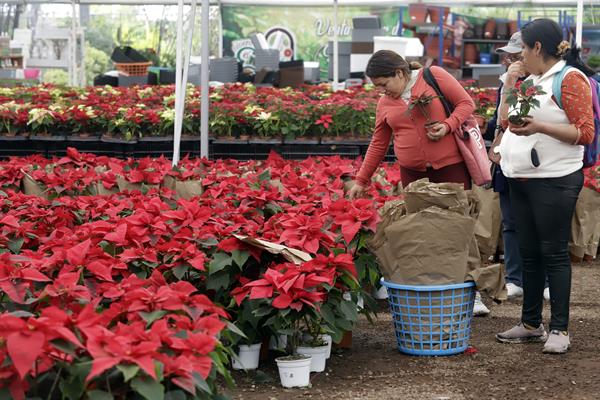 Las flores de Nochebuena llenan de alegría y color los hogares en México