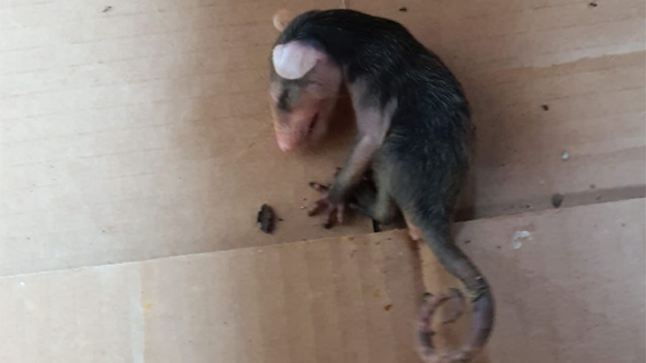 Rescataron a un bebé zarigüeya en San Fernando, Cali