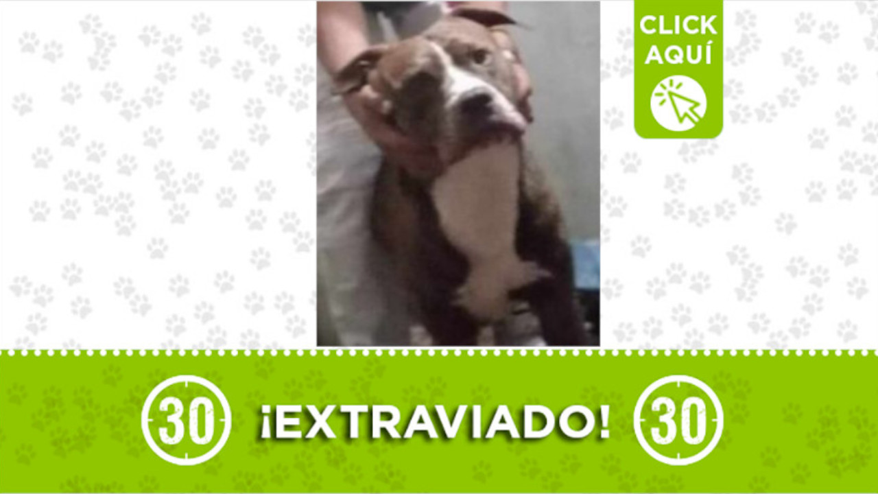 A este perrito lo están buscando en Colinitas