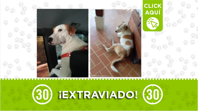 “Atlas” está extraviado por la vereda Portachuelo, Girardota