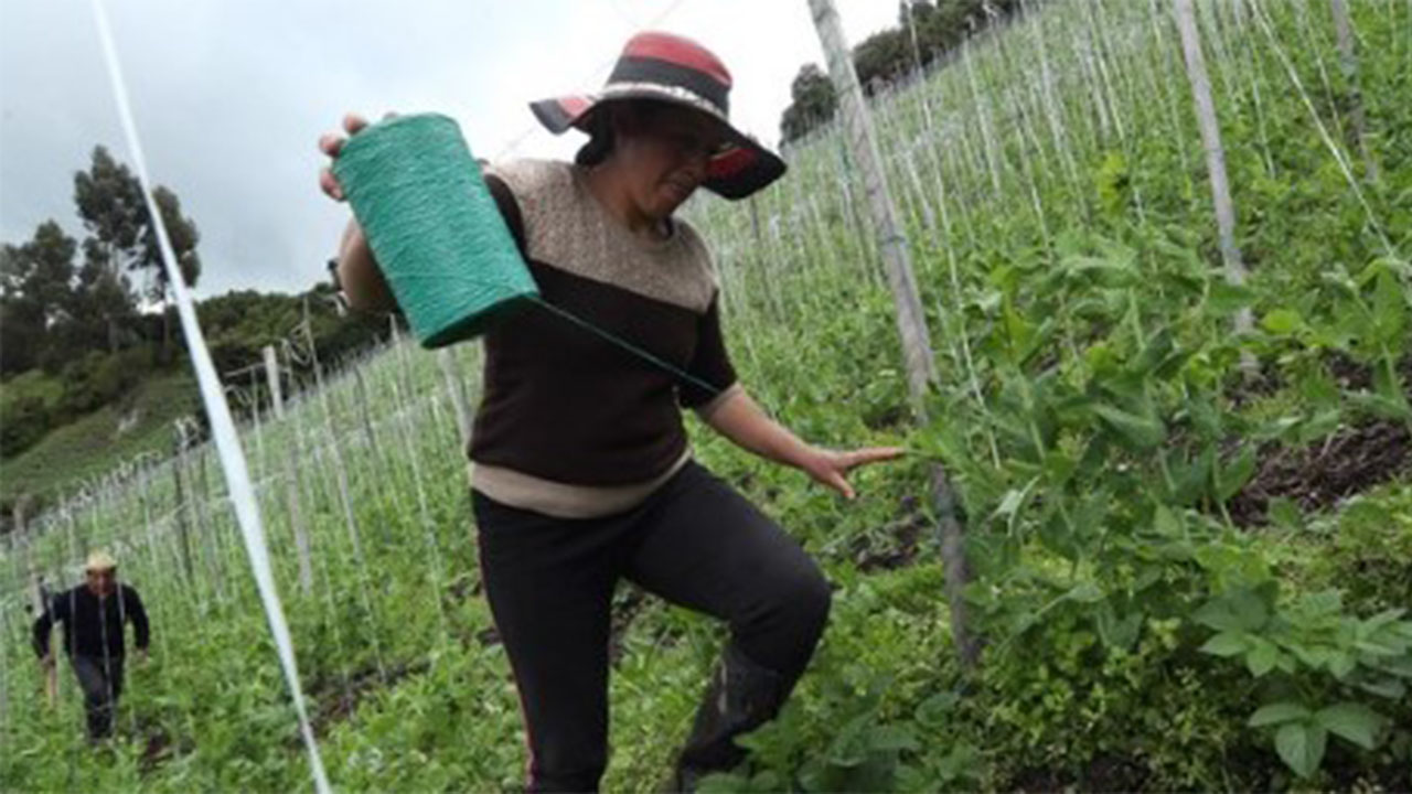 Actividades del campo y extractivas crecieron en 5,37% en 2023