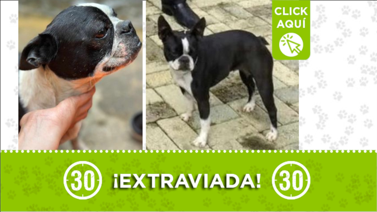 ‘Alana’ se extravió por San Cristóbal