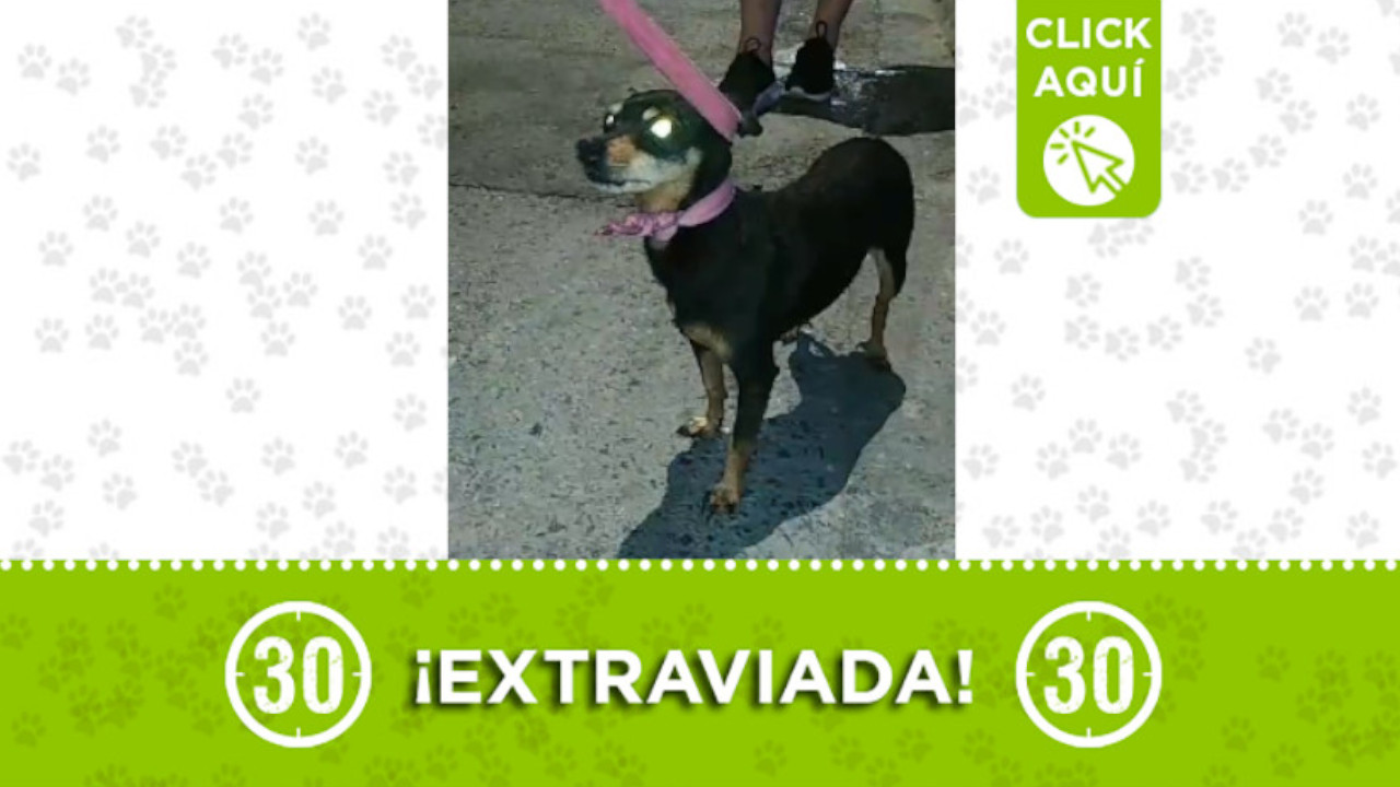 Buscan a los dueños de esta perrita en el barrio Popular 1