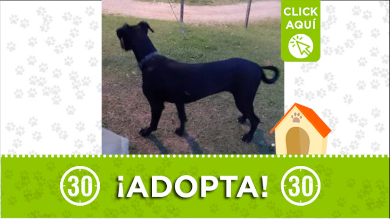 Buscan un nuevo hogar para este perrito