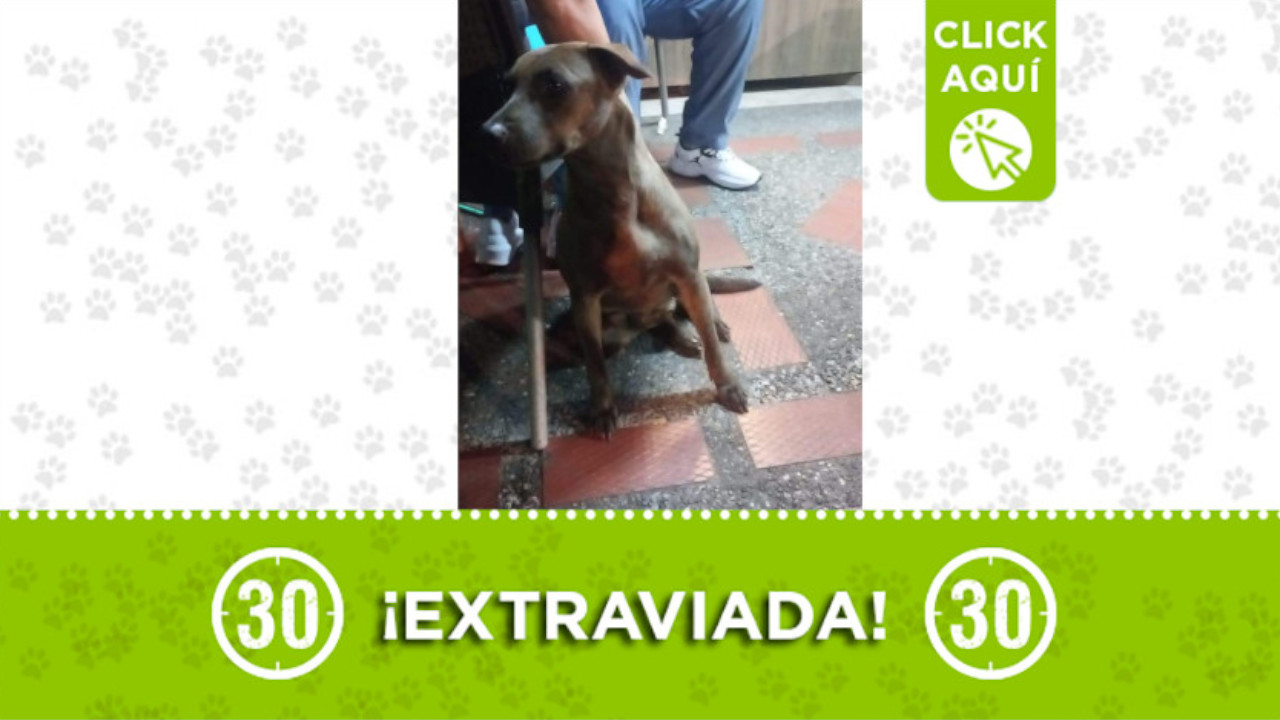 Canela se perdió en el barrio Buenos Aires