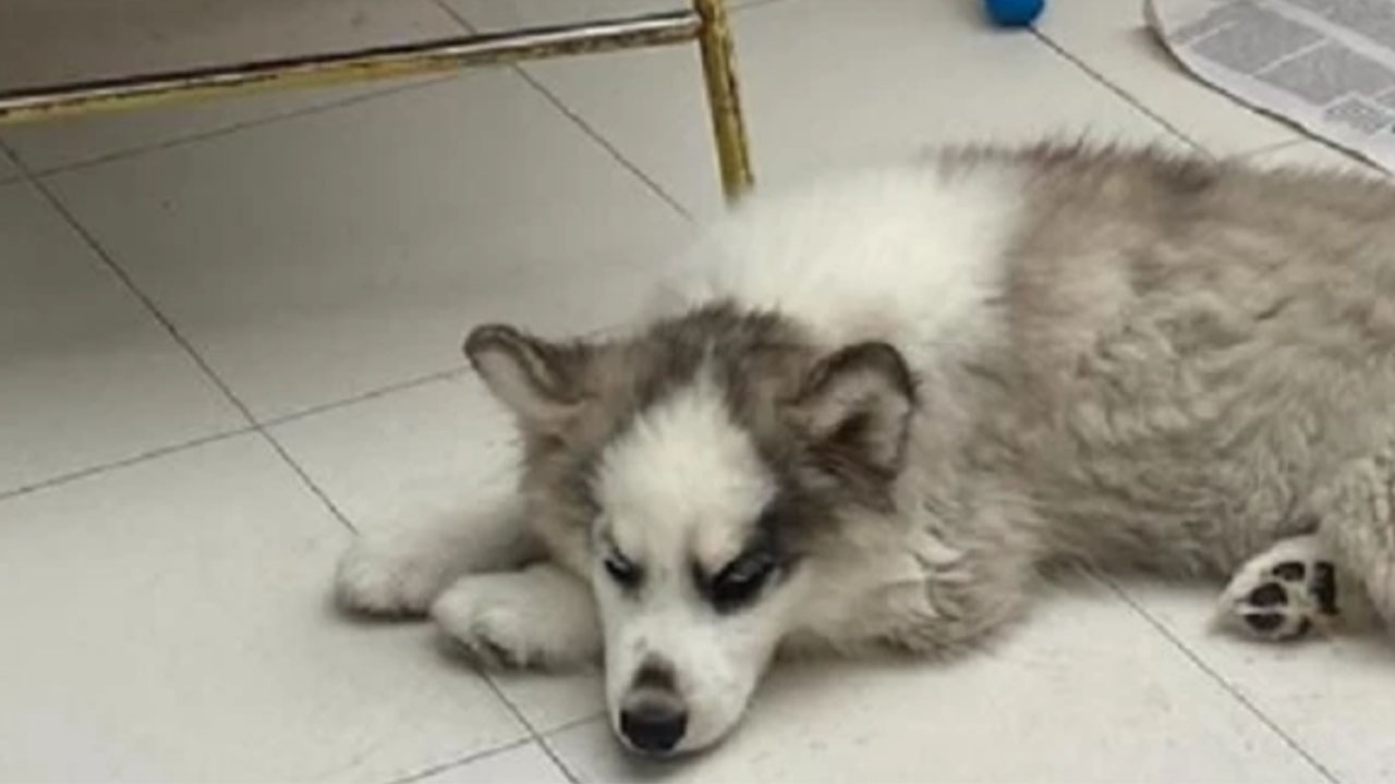 Caso de maltrato: trabajador pateó a perrito en Ubaté