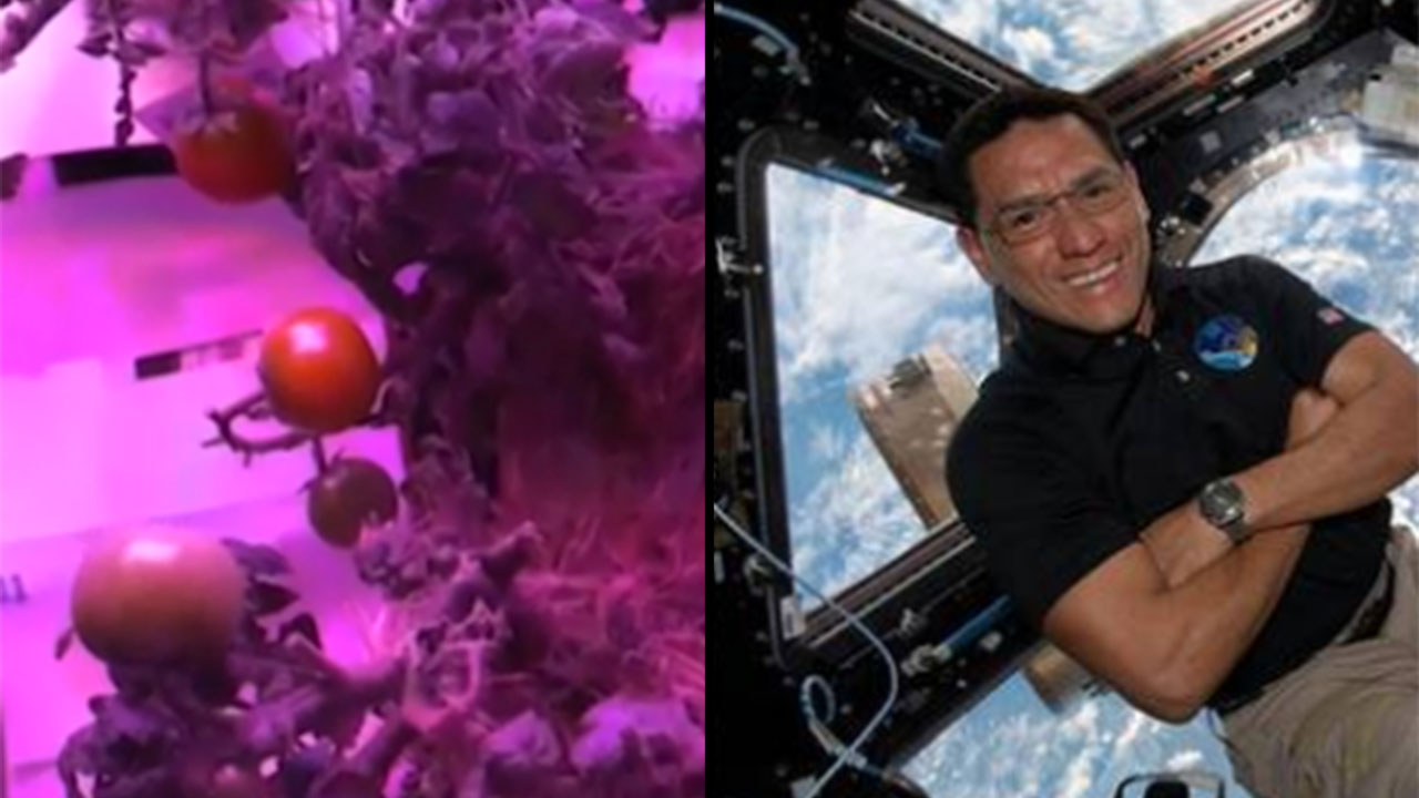 El primer tomate cultivado en el espacio fue encontrado