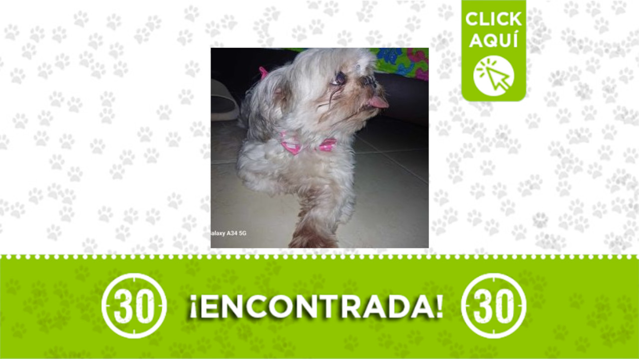 Perrita encontrada en la escuelita Carlos Villa