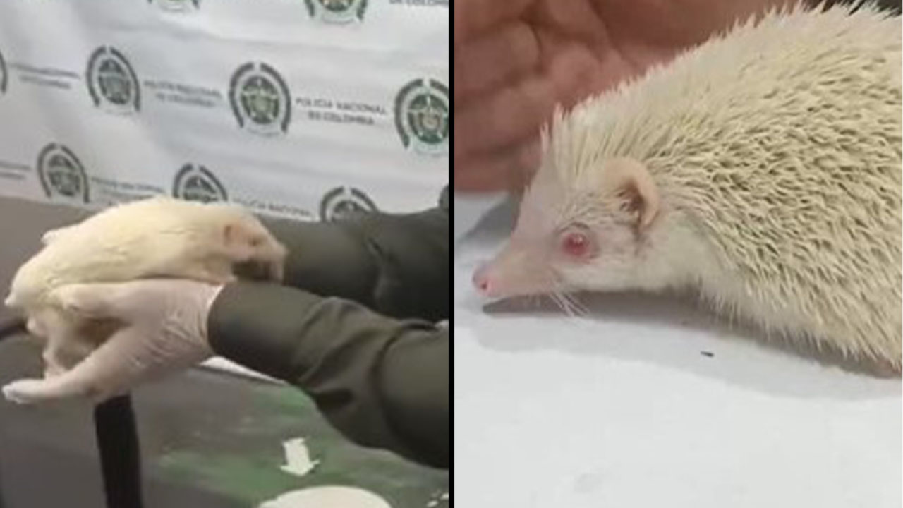 VIDEO. Encuentran erizo albino en la Cárcel Bellavista