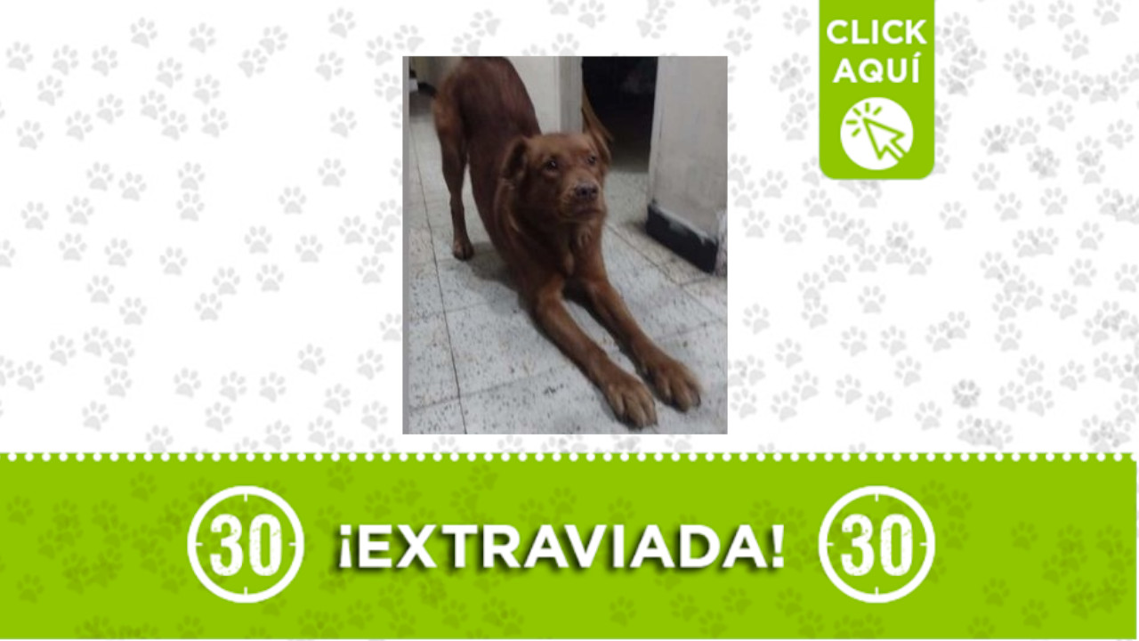 ‘Kira’ se perdió en Manrique Central