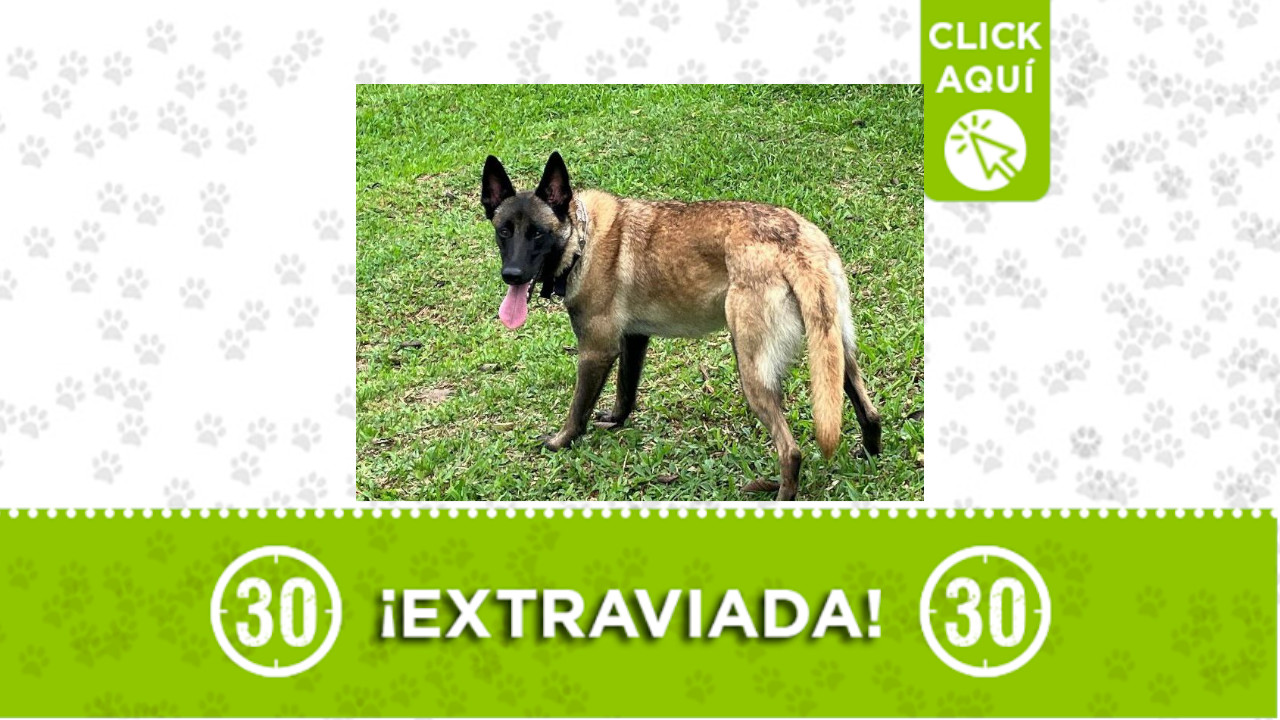‘Tequila’ se perdió en Sabaneta
