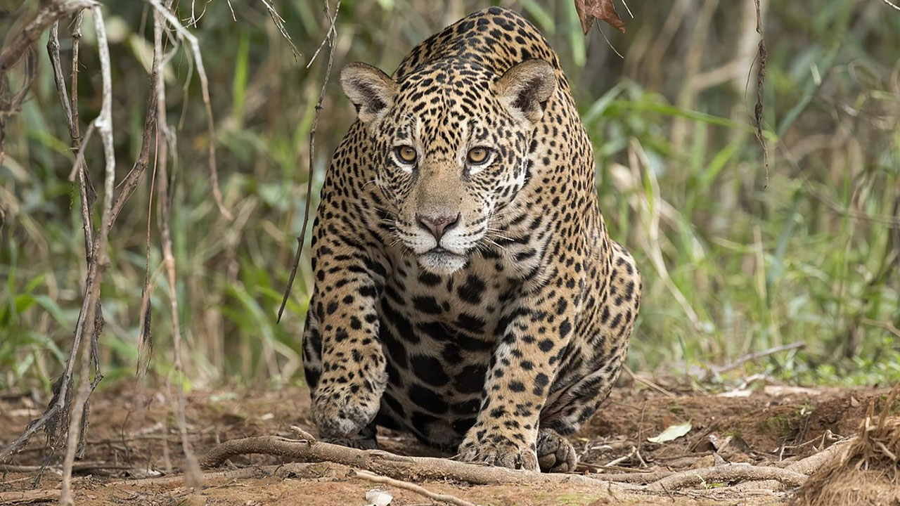 Aprender a convivir con el jaguar, la estrategia para mitigar las interacciones negativas con grandes felinos