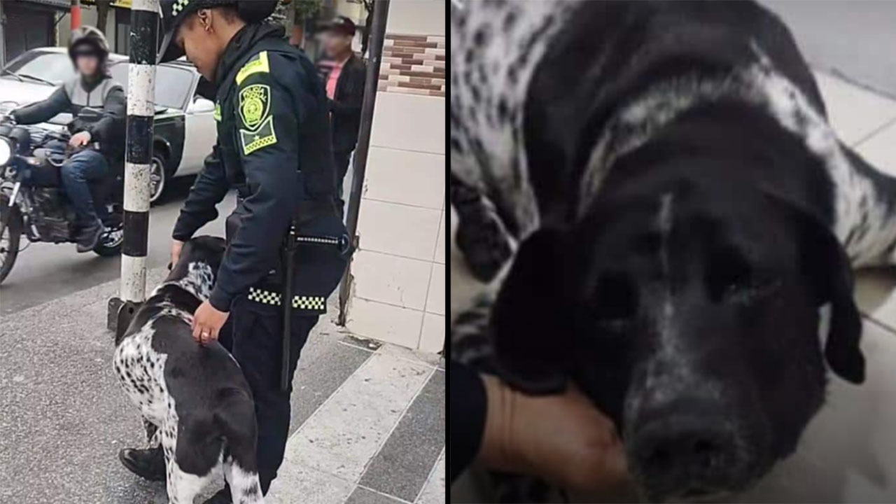 Murió ‘Manchas’ perrito acogido por policías en Pereira