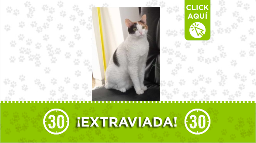 La gata 'Pandora' está extraviada por Florencia