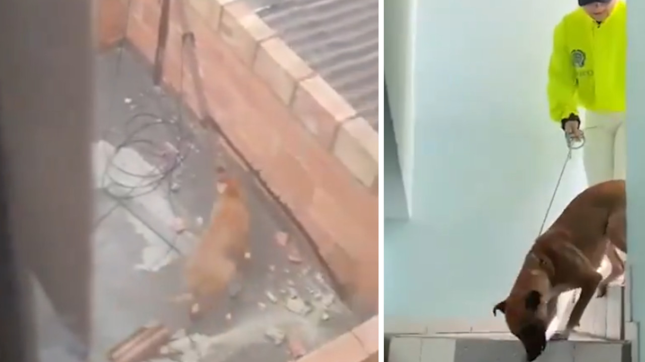 Perrita fue rescatada tras ser maltratada por su dueño, le lanzaba ladrillos