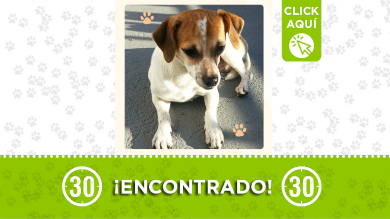 Perrito encontrado en Santa Lucía