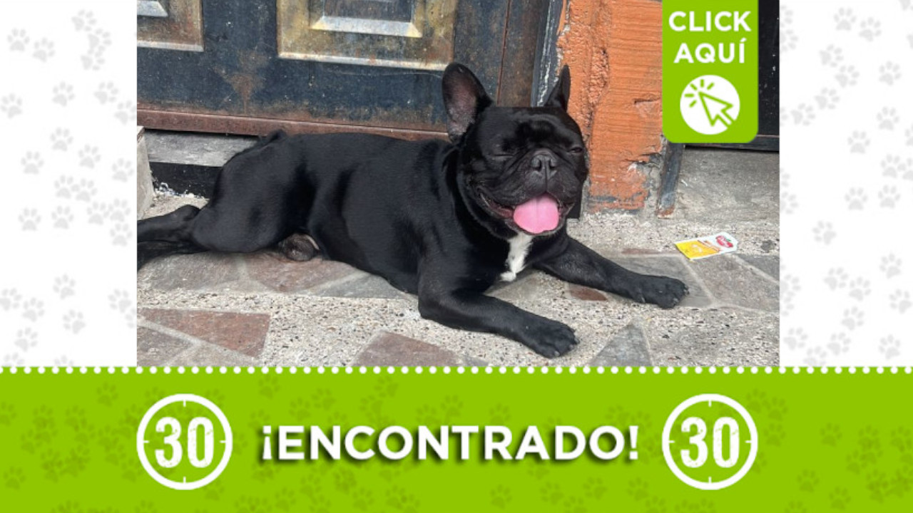 Perrito encontrado en el barrio Villa del Socorro