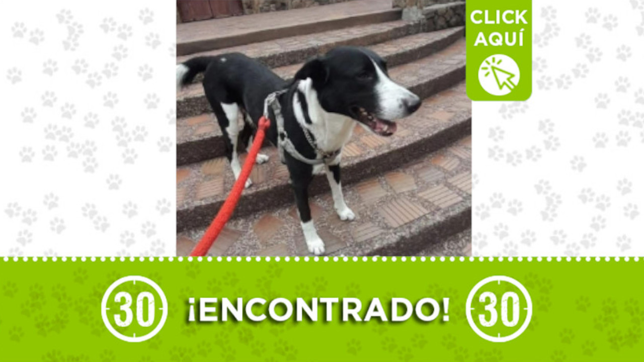 Perrito encontrado en el parque de Robledo