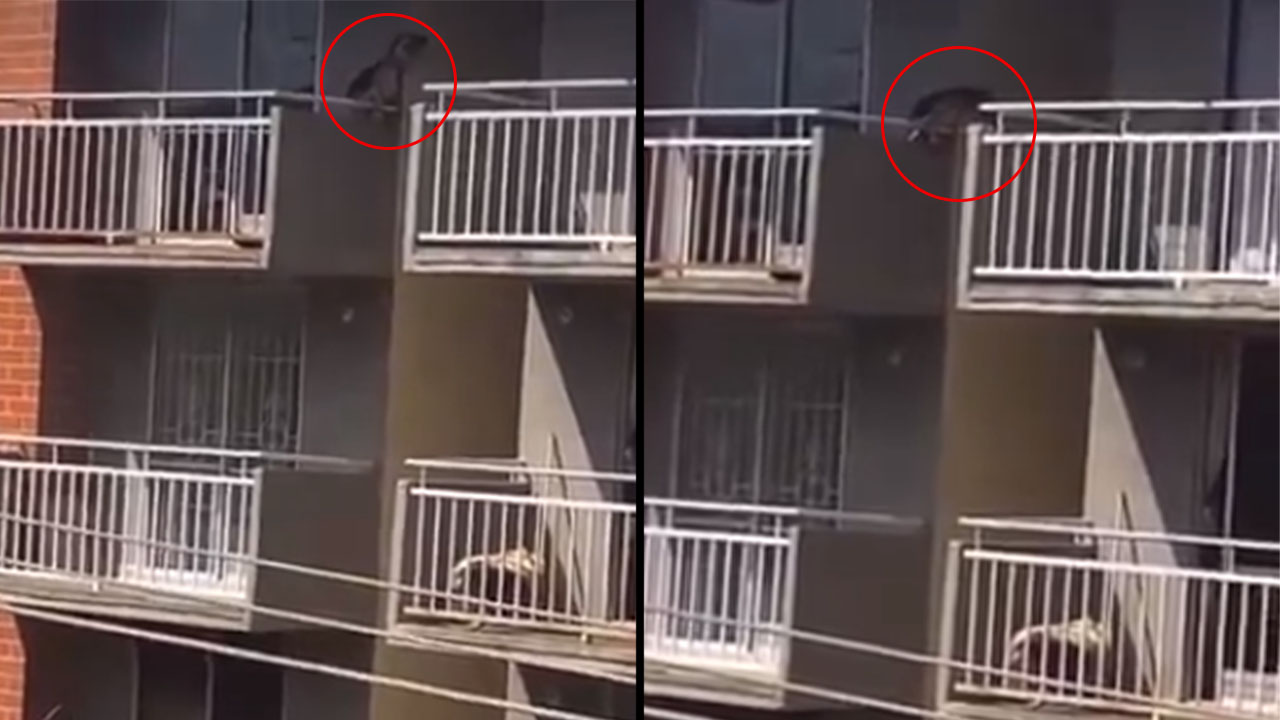 Un perro cayó de un quinto piso de un edificio en Valledupar