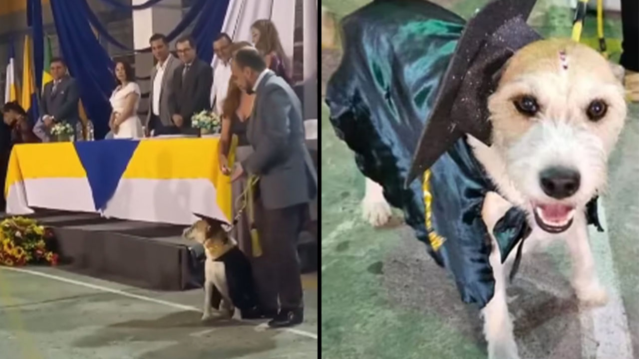 La perrita 'Mona' se gradó de un colegio en Armenia
