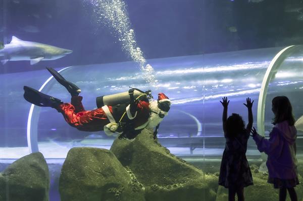 Papá Noel se da un chapuzón entre tiburones en Río de Janeiro