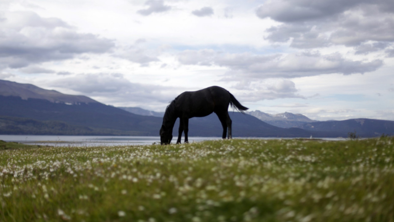 Reporte de encefalitis equina occidental en un ser humano