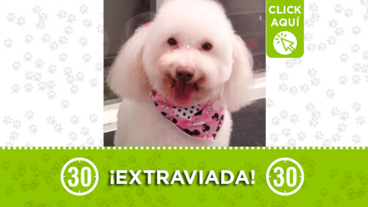 "Celeste" se perdió en el barrio San Joaquín