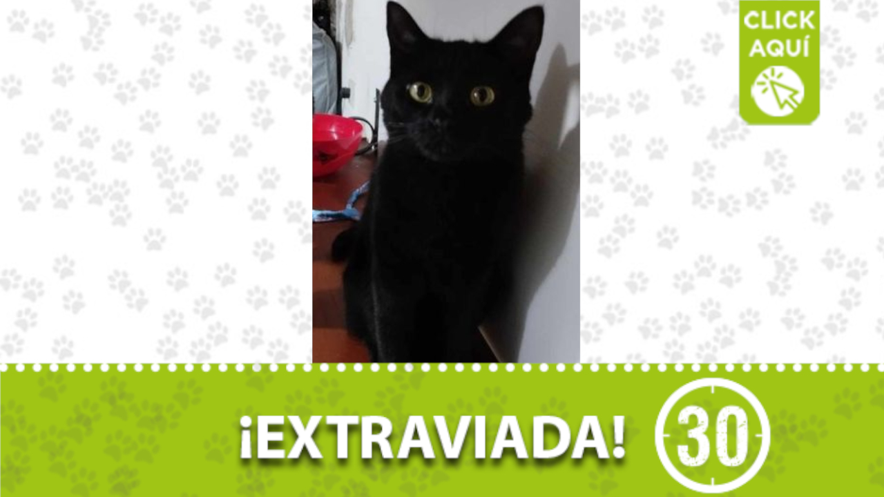 La perrita ‘Cuca’ se perdió por el barrio Belén San Bernardo