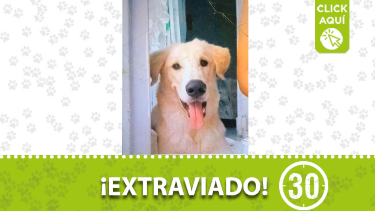 «Dante» se perdió en el barrio Andalucía