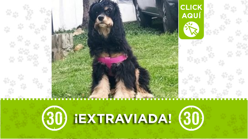 Esta perrita llamada 'Zoé' se perdió en Castilla, ¿la ha visto?