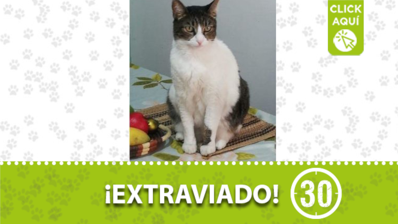 «Leo» se perdió en el barrio Robledo