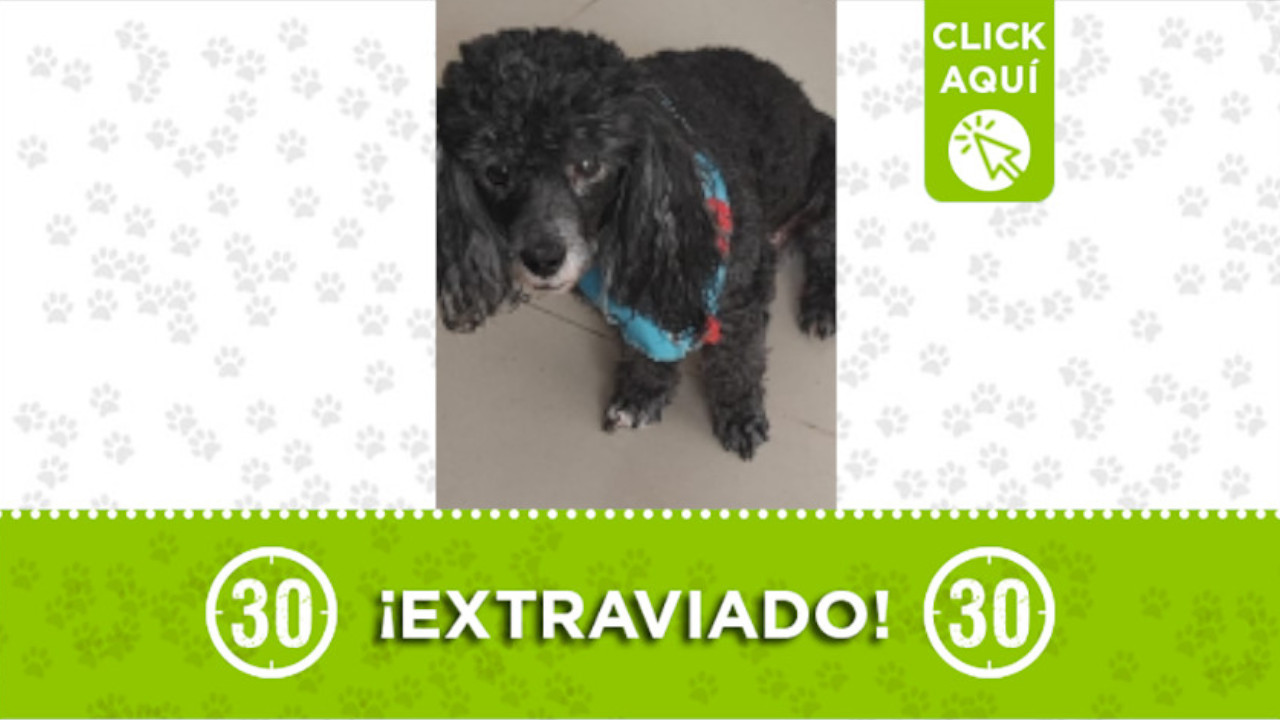 "Duglas" se perdió en el barrio Manrique