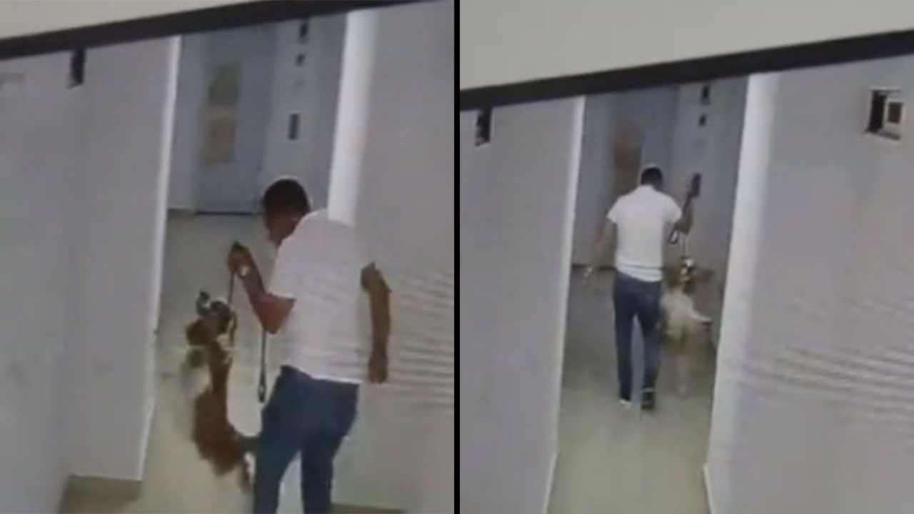 Hombre levanta a su perro del collar repetidas veces