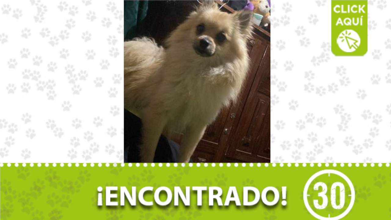 Este perrito fue encontrado en Manrique Jardín