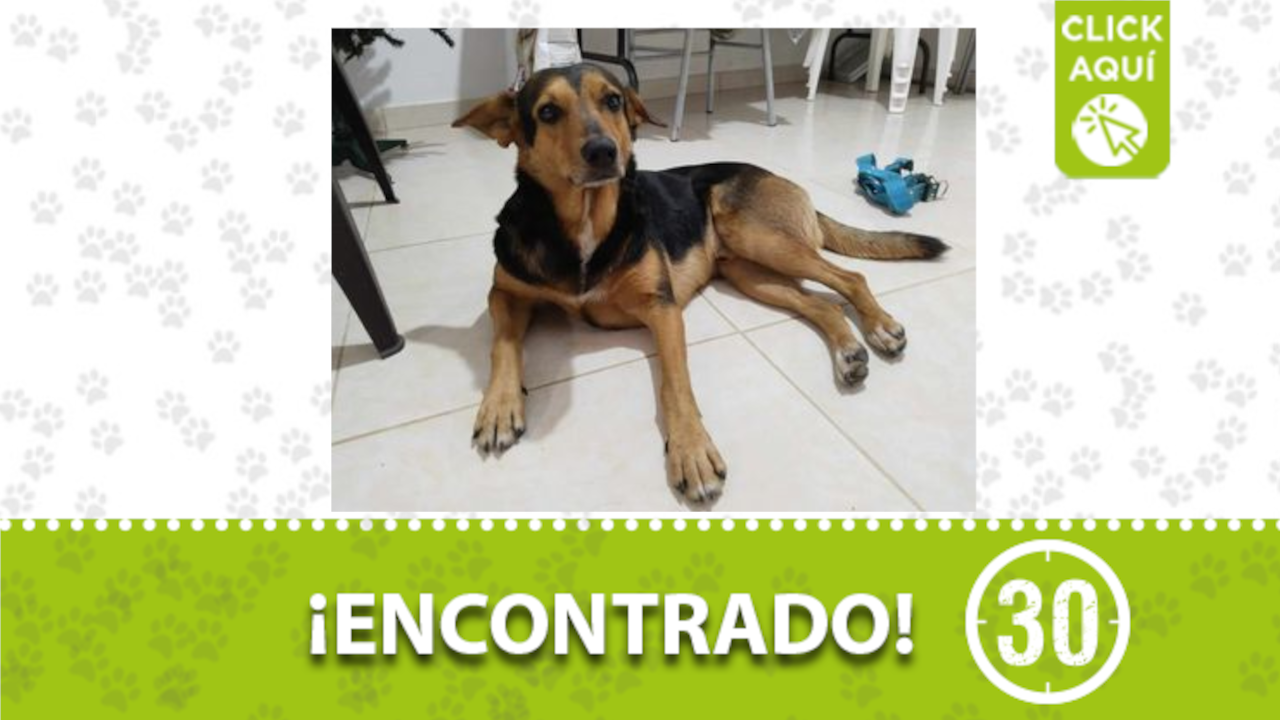 Este perrito fue encontrado en Robledo Pilarica