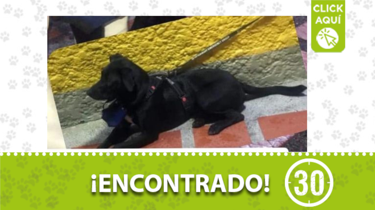 Buscan a los dueños de este perrito encontrado en Belén los Alpes