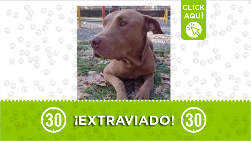 Perrito se extravió por la estación Madera
