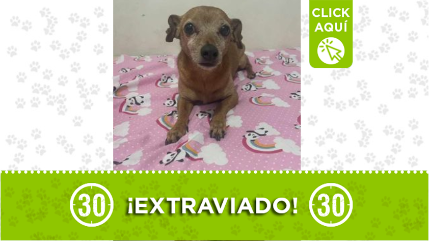 Este bello perrito llamado 'Bamby' se perdió en Itagüí