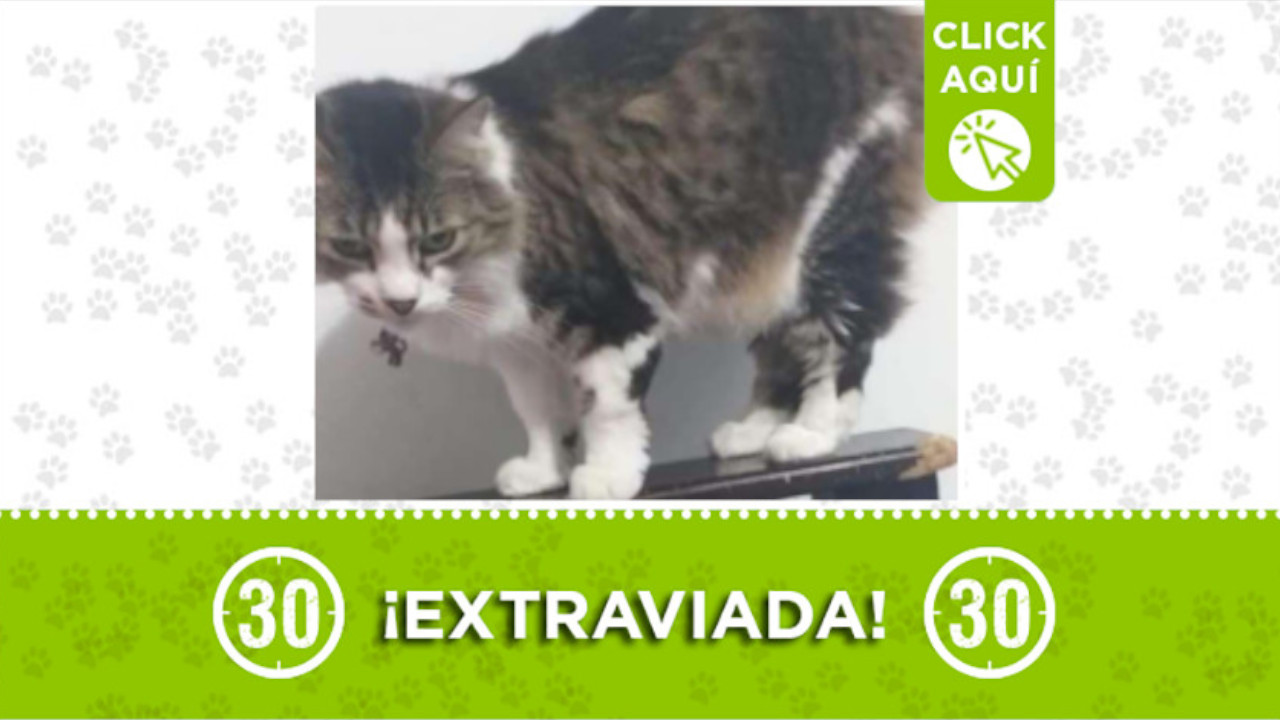 "Pancha" se perdió en el barrio Picacho de Medellín